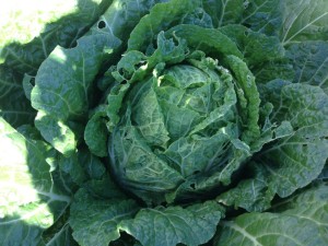 Napa cabbage from the graden
