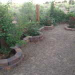 These decorative borders have vegetables and herbs planted at this NM home