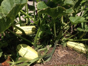 Delicata squash