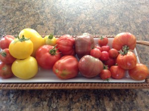 A variety of heirloom tomatoes from the garden