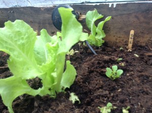 Lettuce growing in the garden saves a trip to the store at dinner time 