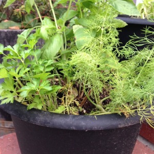 Potted herbs