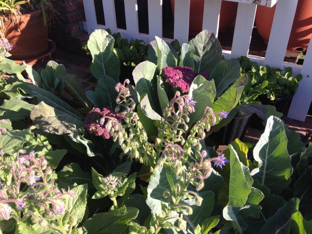 Purple cauliflower and borage by the front door