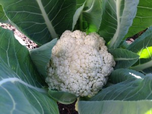 Home grown cauliflower