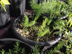 Fennel Pot