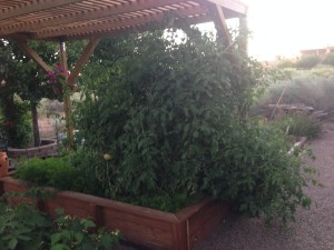 A dusty side-yard became a lush tomato garden with the construction of a planter box and arbor