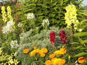 Gardening tips from Eamon in Dublin, Ireland